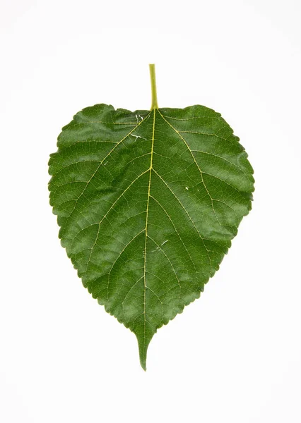 Leaf or green leaf on a background. — Stock Photo, Image