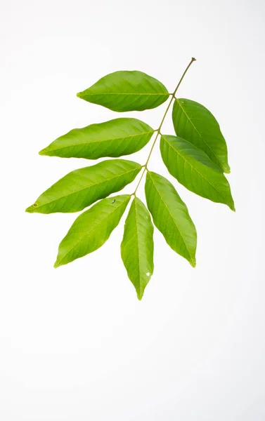 Leaf or green leaf on a background. — Stock Photo, Image