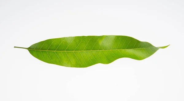 Leaf or green leaf on a background. — Stock Photo, Image