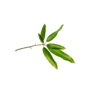 Yeni bir arkaplanda yaprak ya da mango yaprağı.