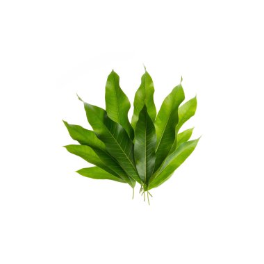 Yeni bir arkaplanda yaprak ya da mango yaprağı.