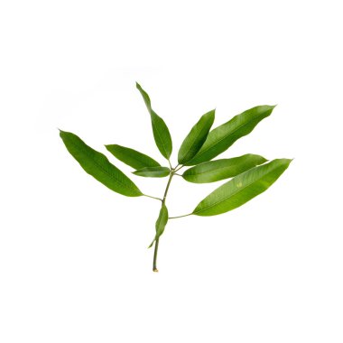 Yeni bir arkaplanda yaprak ya da mango yaprağı.