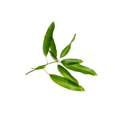 Yeni bir arkaplanda yaprak ya da mango yaprağı.