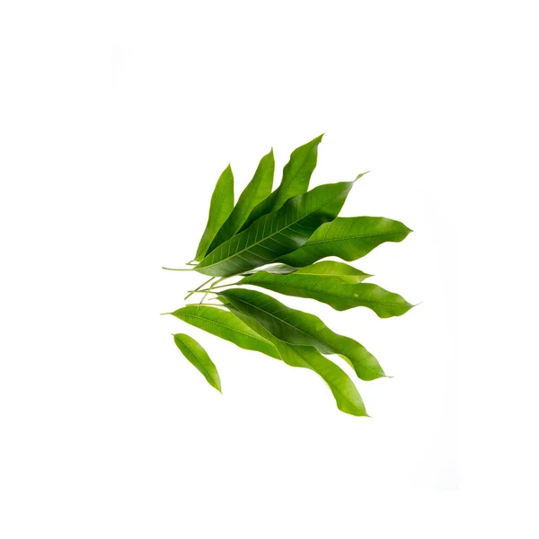 Leaf or mango leaf on a background new. — 스톡 사진