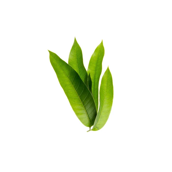 Leaf or mango leaf on a background new. — Stock Photo, Image