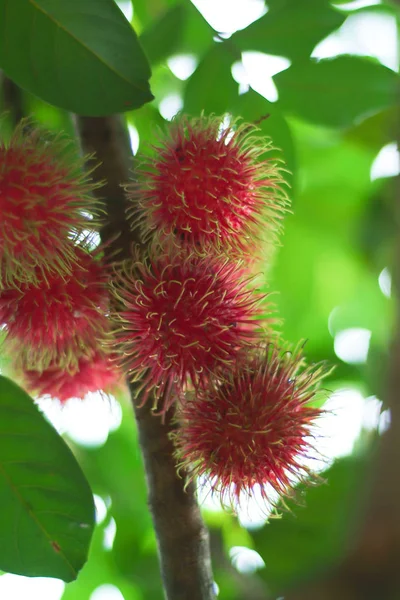 Rambutan or hairy fruit, fruit on summer — Stock Photo, Image