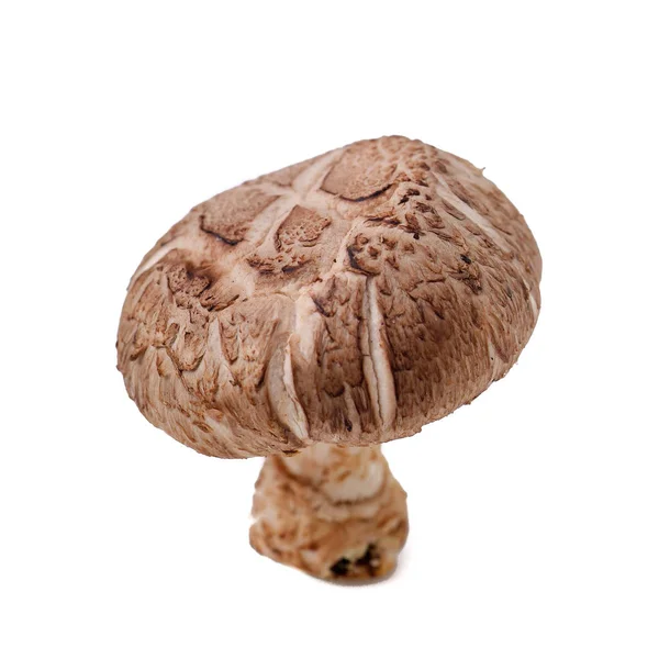 Mushroom Mushroom Concept Background New — Stock Photo, Image
