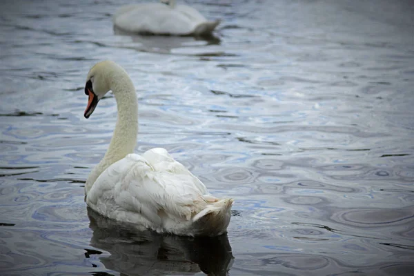 Bílé labutě na jezeře Lilinthgow, Skotsko — Stock fotografie