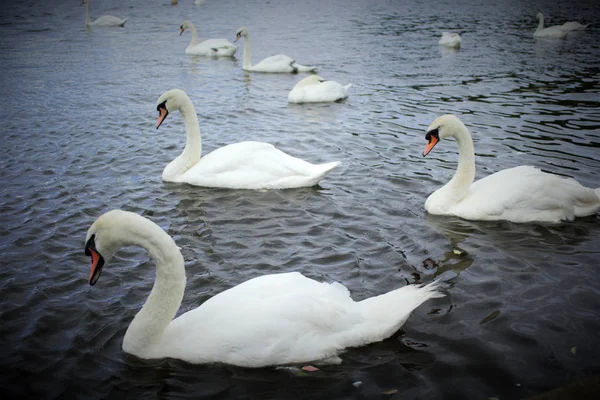 Cygnes blancs sur le lac à Lilinthagara, Ecosse — Photo