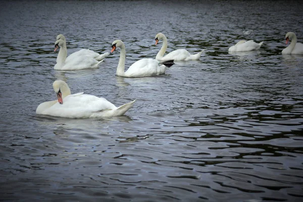Cisnes brancos no lago em Lilinthgow, Escócia — Fotografia de Stock