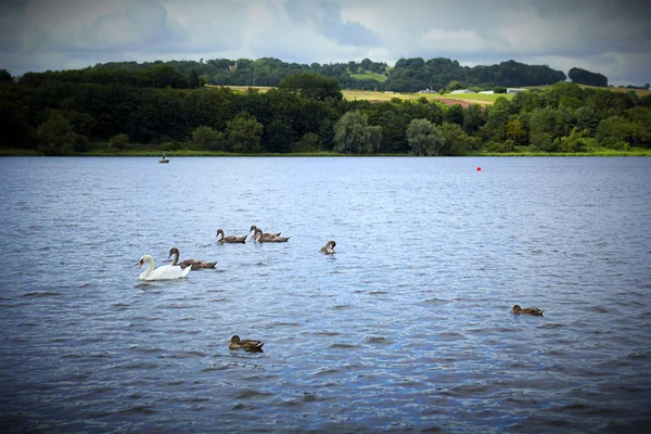 Cisnes blancos en el lago de Lilinthe.net, Escocia — Foto de Stock