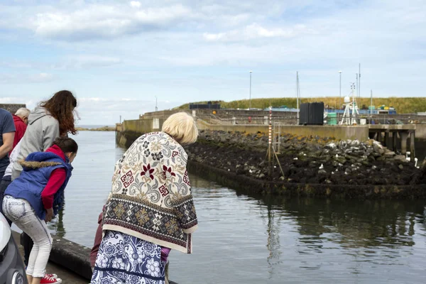 Touristes observant et nourrissant des phoques à Eyemouth en Écosse. 07.08.2015 — Photo