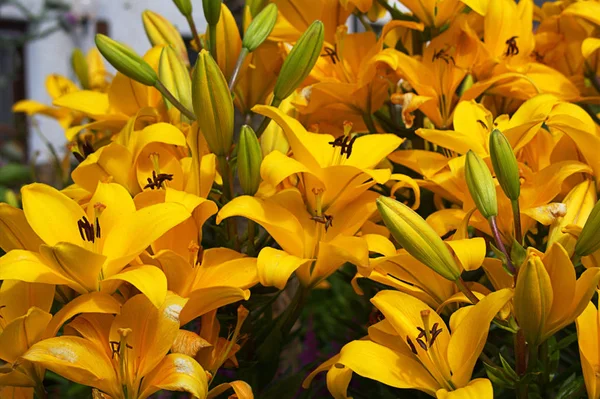 Žluté lilie v zahradě — Stock fotografie