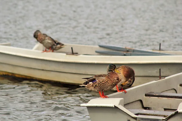 Πάπιες Mallard στις βάρκες στη λίμνη Lilinthgow, Σκωτία, Ηνωμένο Βασίλειο — Φωτογραφία Αρχείου