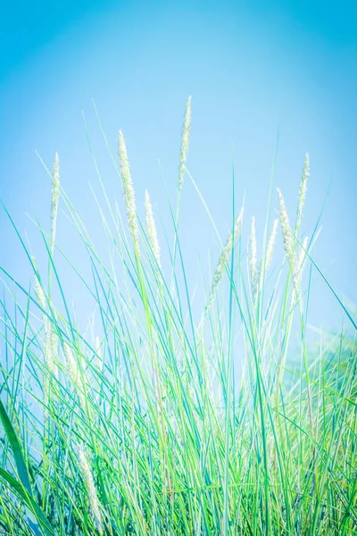 Пляжні дюни трава крупним планом з блакитним небом за ним — стокове фото