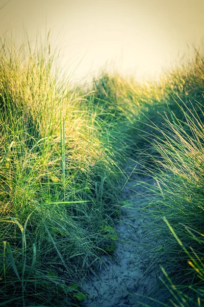 Tengerparti homokdűnék fű közelről — Stock Fotó