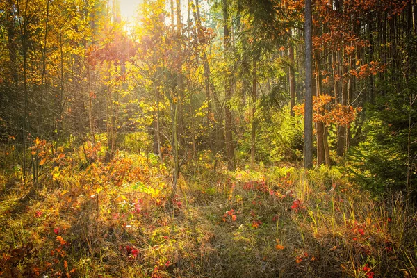 Ormanda sonbahar — Stok fotoğraf