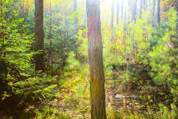 Hösten i den skogen, Polen, Lower Silesia — Stockfoto