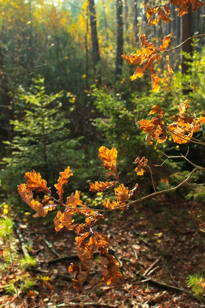 Autunno nella foresta — Foto Stock