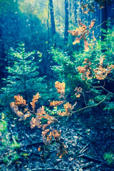 Autunno nella foresta, Polonia, Bassa Slesia — Foto Stock