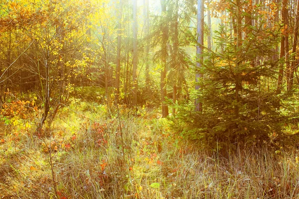 Otoño en el bosque, Polonia, Baja Silesia — Foto de Stock