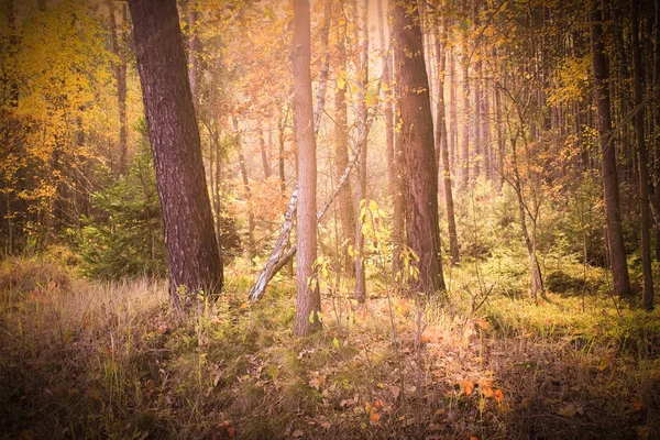 Otoño en el bosque, Polonia, Baja Silesia — Foto de Stock