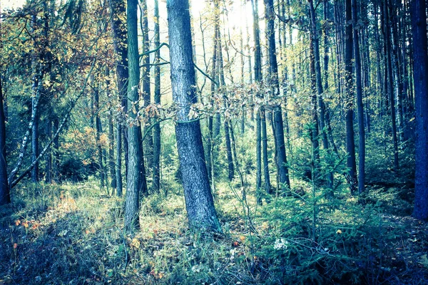 Vacker, drömmande, höstens skog med höga träd i Polen — Stockfoto