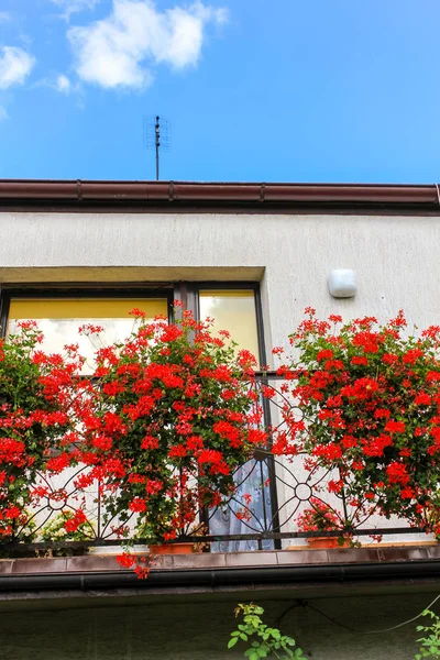 Červené pelargónie květiny v květináčích na thebalcony rodinného domu — Stock fotografie