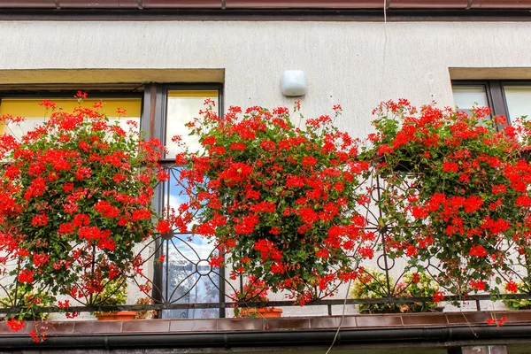 Flores de gerânio vermelho em vasos no balcão de uma casa de família — Fotografia de Stock