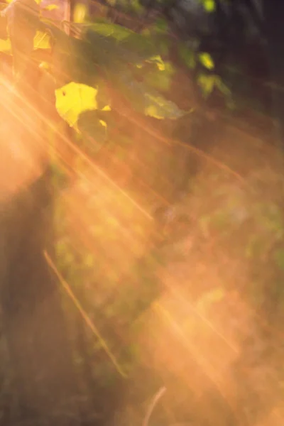 Beautiful beams of sun in the forsest, close up — Stock Photo, Image