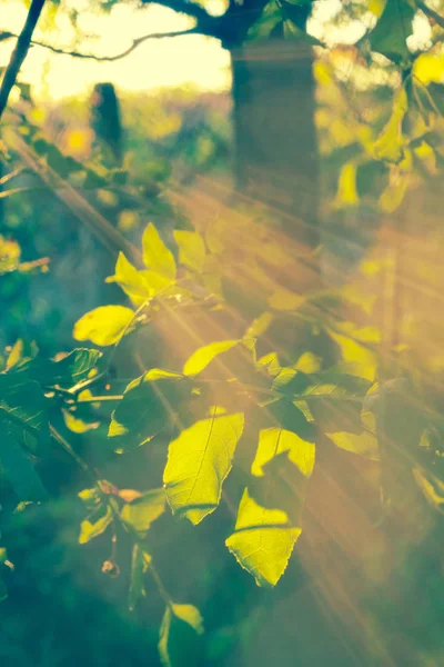 Mooie stralen van de zon in de vouwzaag, close-up — Stockfoto