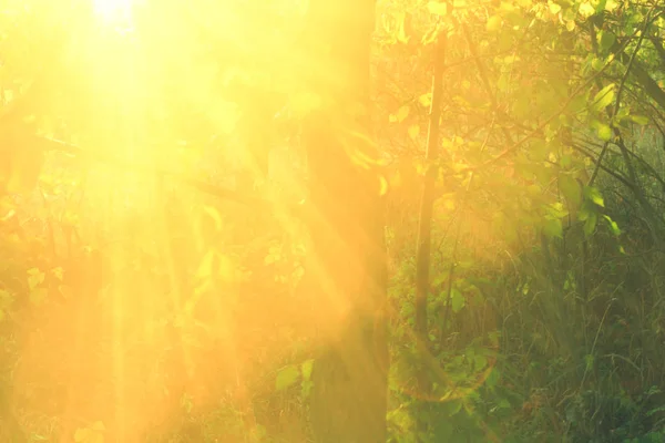 Belos raios de sol no mais forte, de perto — Fotografia de Stock