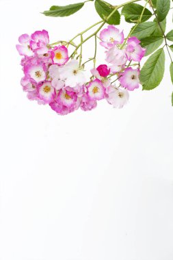 Kopya alanı beyaz zemin üzerine pembe balerin gül.