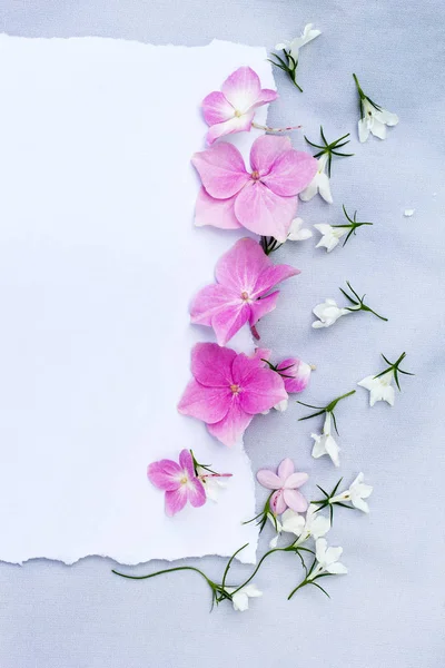 Pink ballerina rose on white background with copy space. — Stock Photo, Image