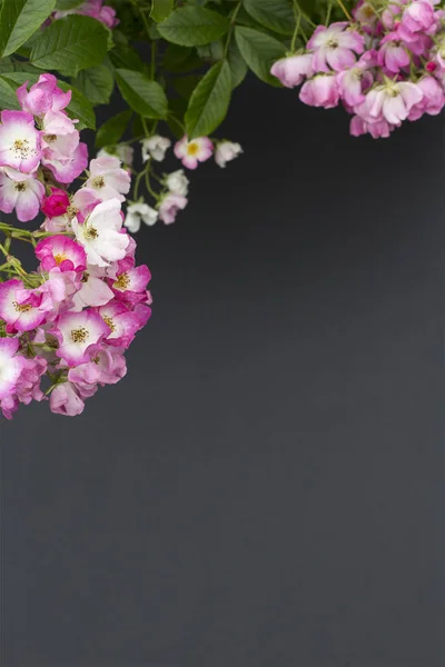 コピー スペースと黒の背景にバラ ピンク バレリーナ — ストック写真