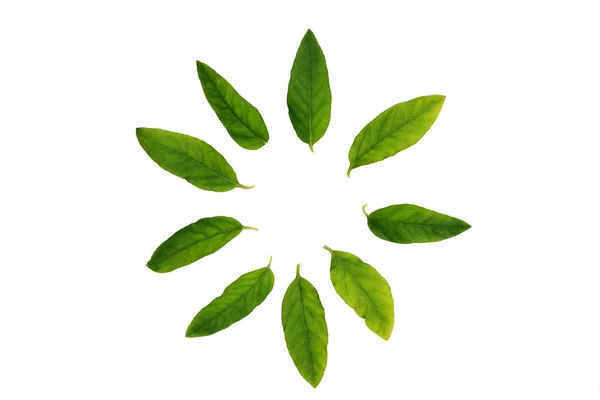 Зеленая весна листья в форме круга — стоковое фото