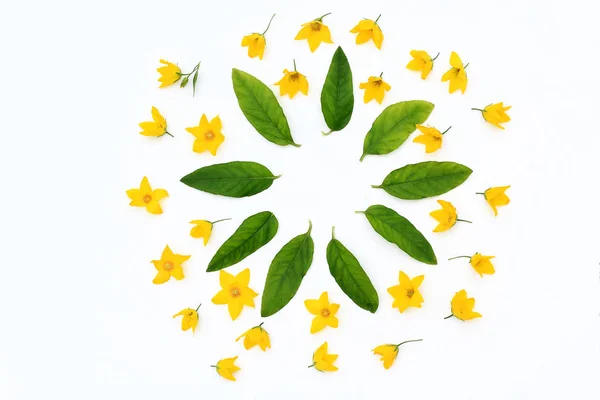 Gele bloemen gevormd in een patroon op witte achtergrond — Stockfoto
