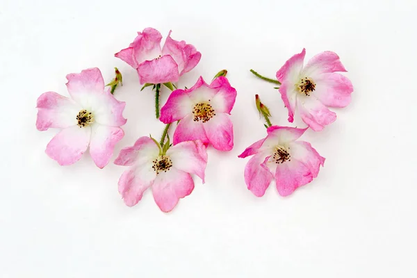 Gruppe von rosa Rosenblüten auf weißem Hintergrund — Stockfoto