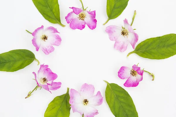 Rosas cor-de-rosa em forma de círculo sobre fundo branco — Fotografia de Stock