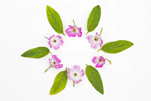 Rosas cor-de-rosa em forma de círculo sobre fundo branco — Fotografia de Stock