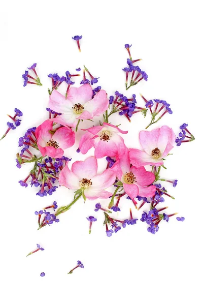 흰색 바탕에 동그라미 모양에 핑크 장미 — 스톡 사진