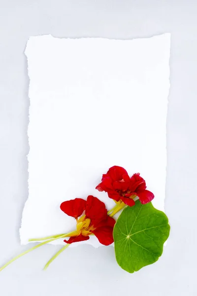 Fundo floral de verão com nastúrcio vermelho e papel rasgado branco com espaço de cópia . — Fotografia de Stock