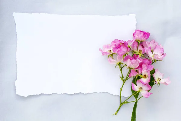Весна, квітковий фон з білим папером та білою лобелією — стокове фото