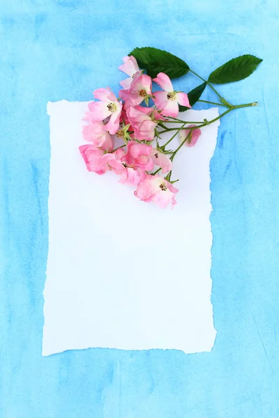 Красиві рожеві балеринові троянди на синьому пофарбованому фоні та білому папері . — стокове фото