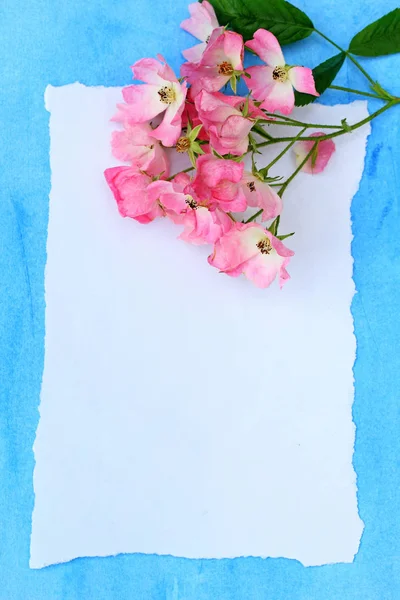 Bela rosa bailarina rosas em fundo azul pintado e papel branco . — Fotografia de Stock