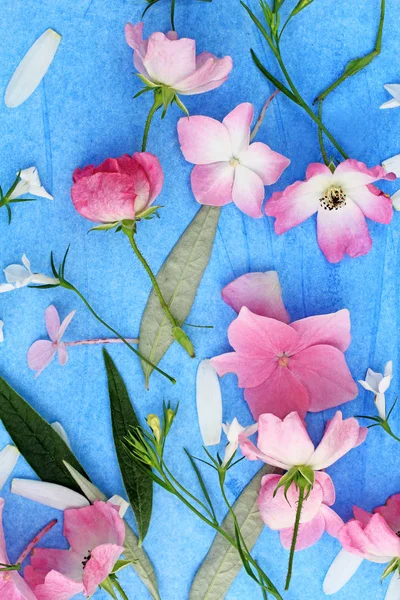 Красивий квітковий фон з рожевими трояндами і квітами гортензії на синьому, пофарбованому фоні — стокове фото