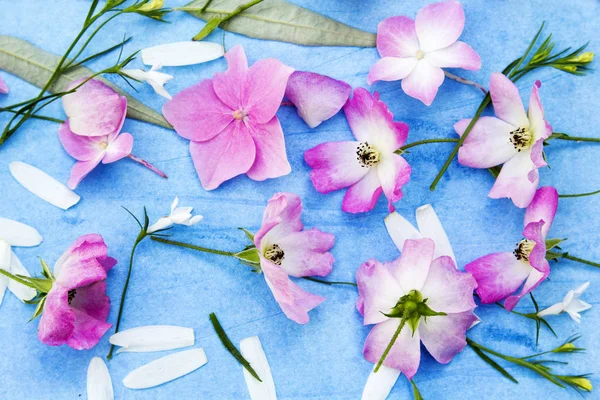 Smuk blomsterbaggrund med lyserøde roser og hortensia blomster på blå, malet baggrund - Stock-foto