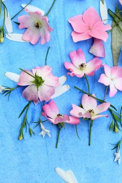 Krásné květinové pozadí růžových růží a hortensia květy na modré, malované pozadí — Stock fotografie