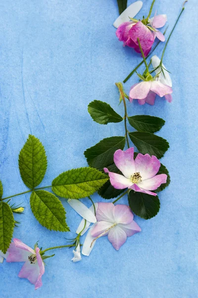 Beautiful fjädrande ram av blommor på blå målad bakgrund — Stockfoto