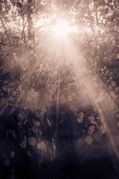 Solen strålar igenom sommaren grenar i parken i sepia — Stockfoto